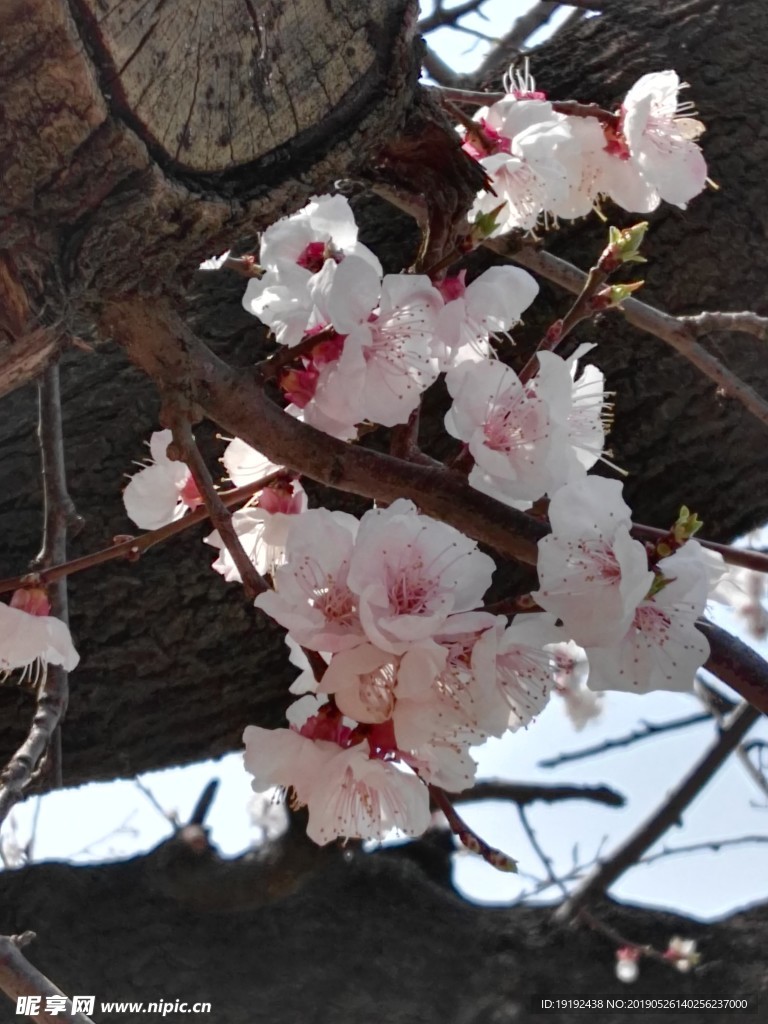 天坛古杏花