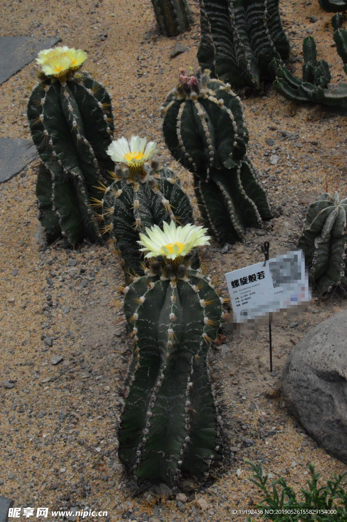 仙人球花