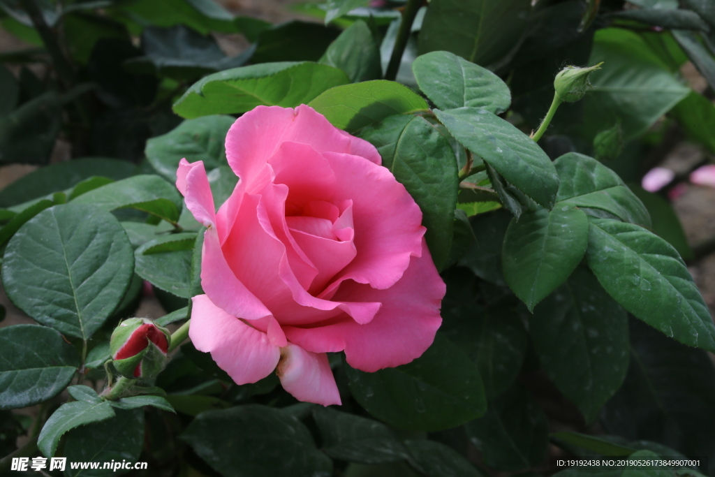 月季花