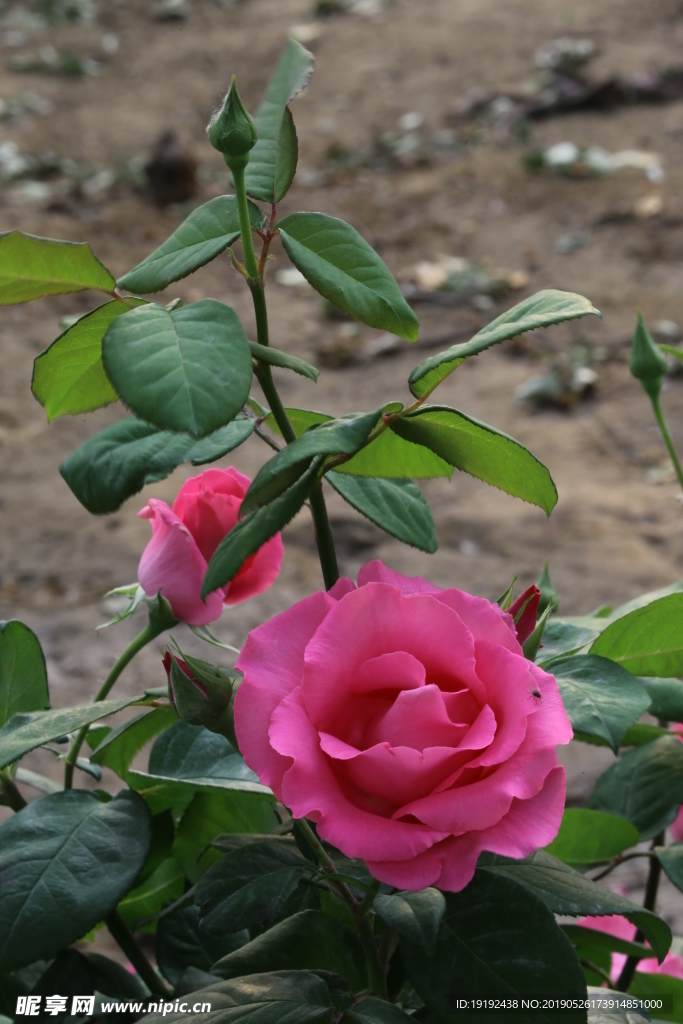 月季花