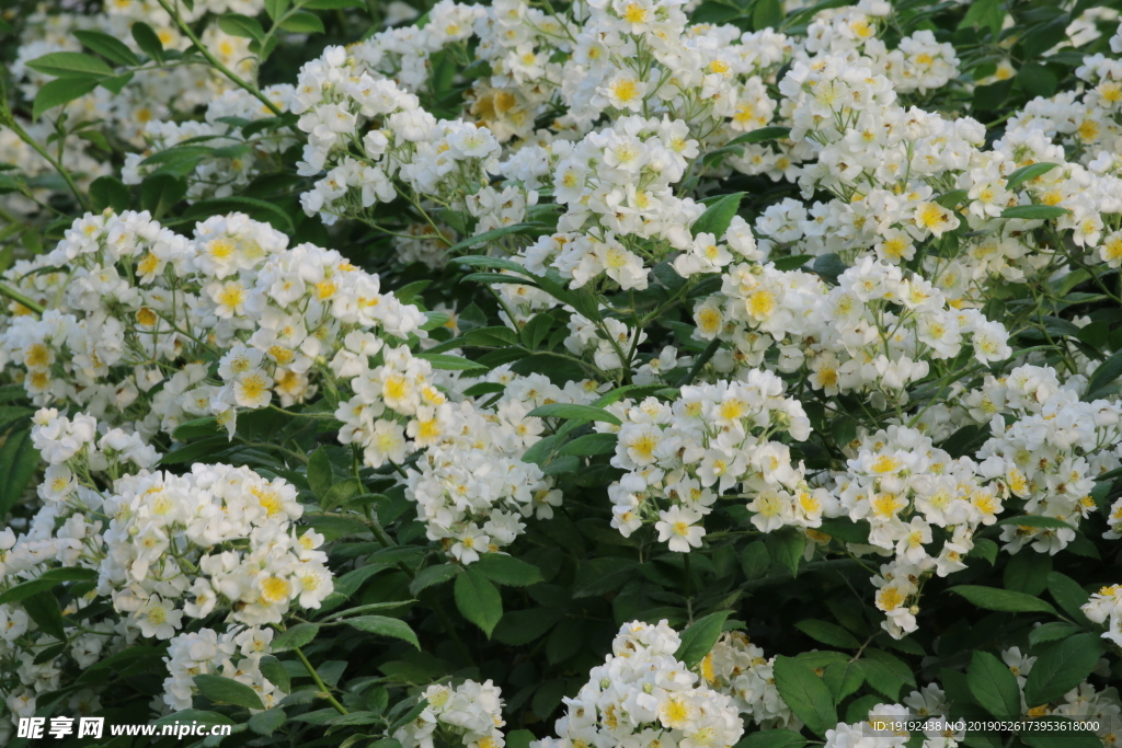 月季花