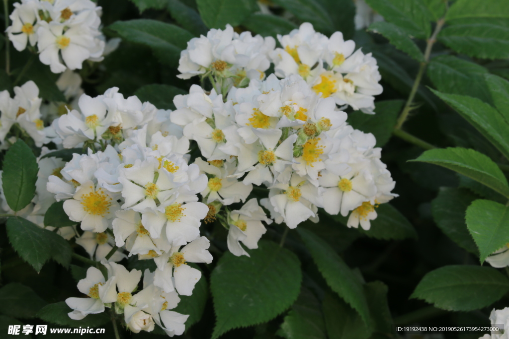 月季花