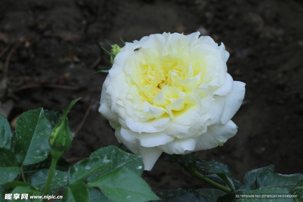 月季花