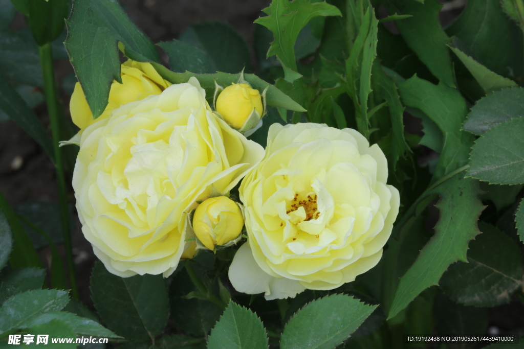 月季花