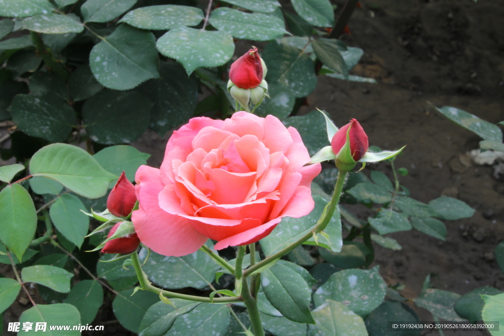 月季花