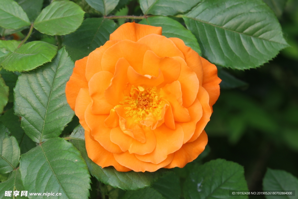 月季花