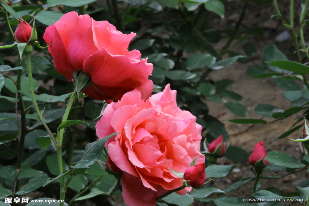 月季花