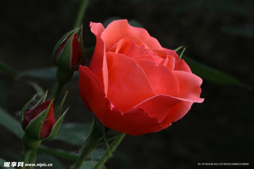 月季花