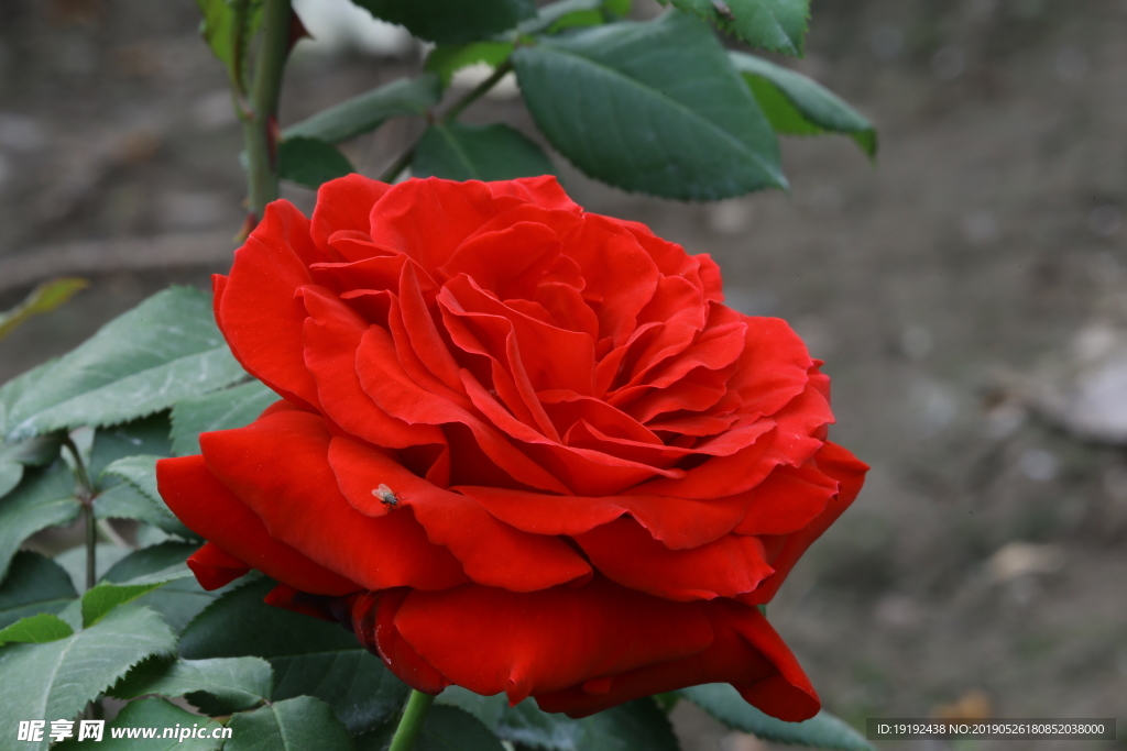月季花