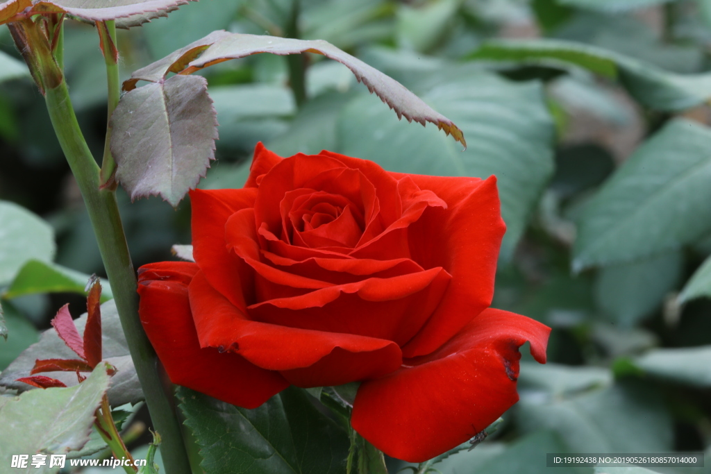 月季花