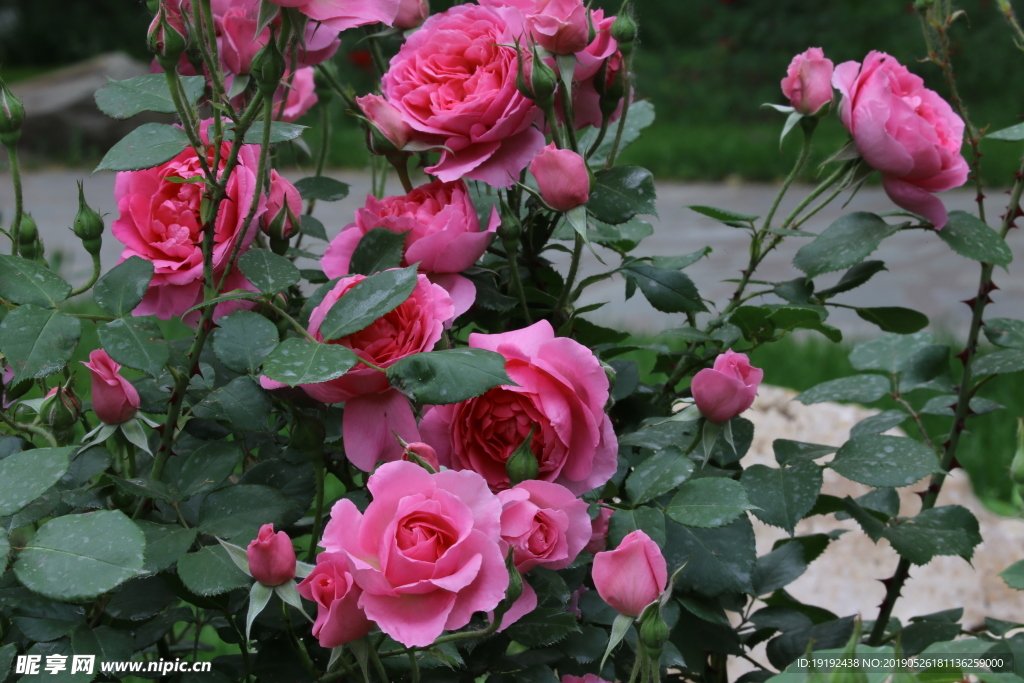 月季花