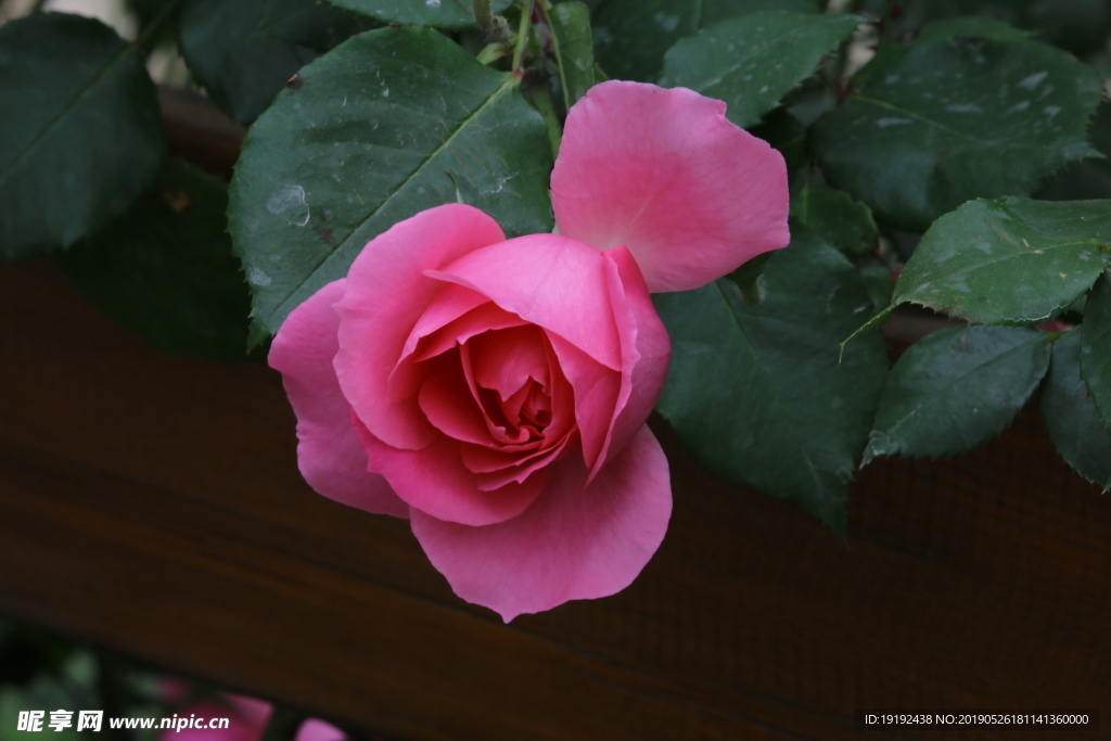月季花