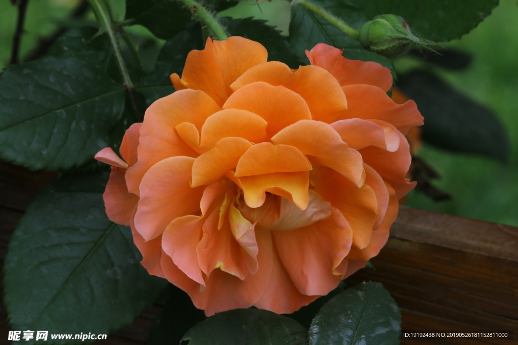 月季花