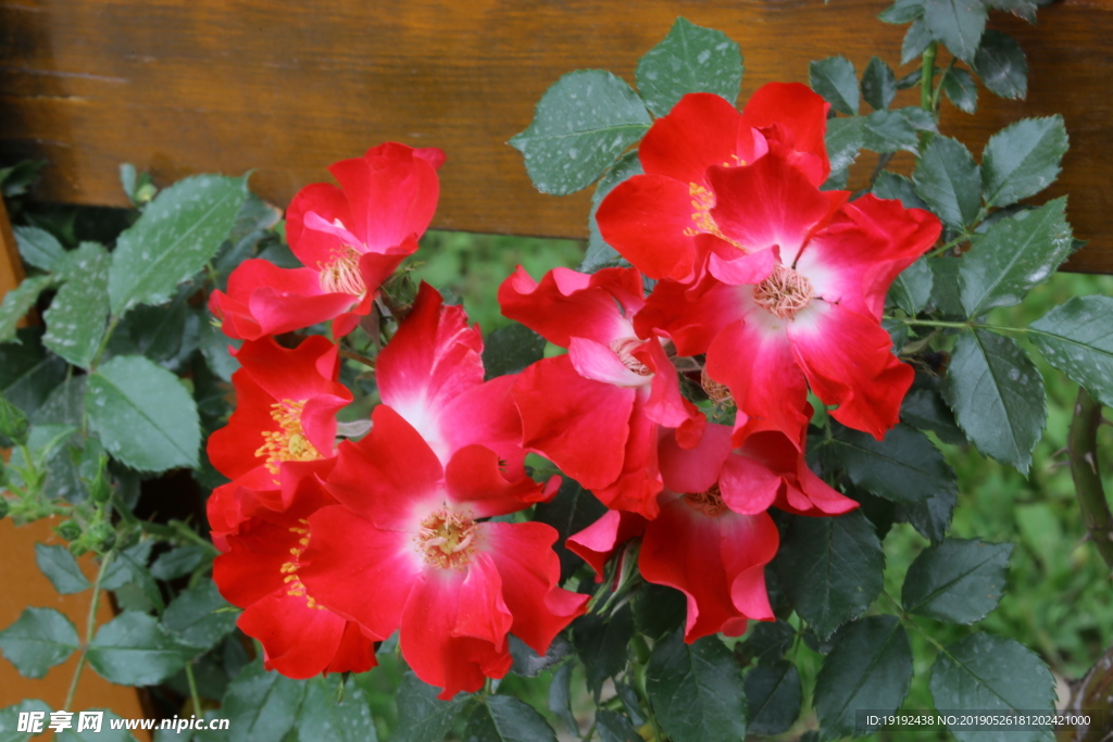 月季花