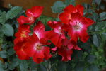 月季花