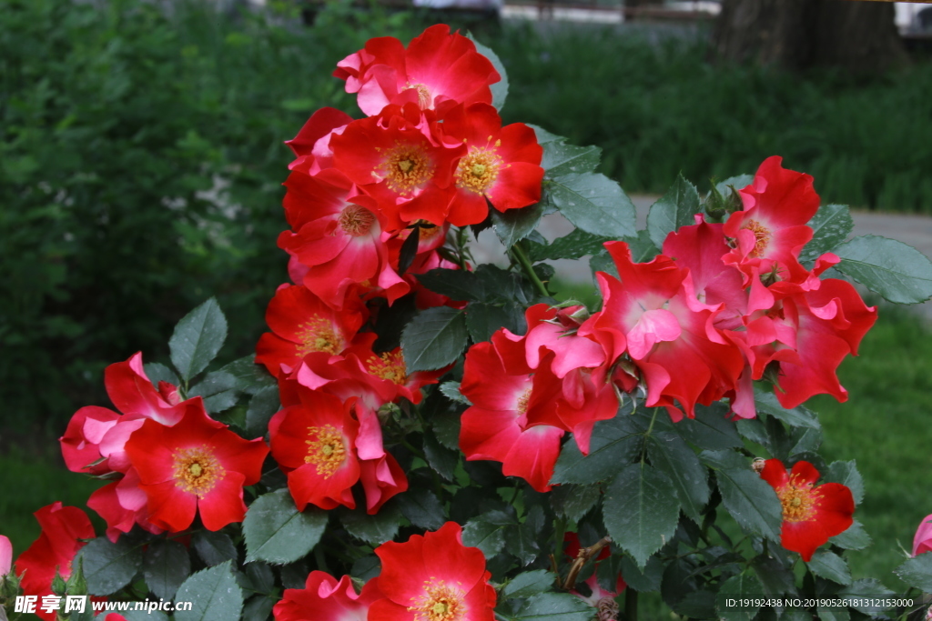 月季花