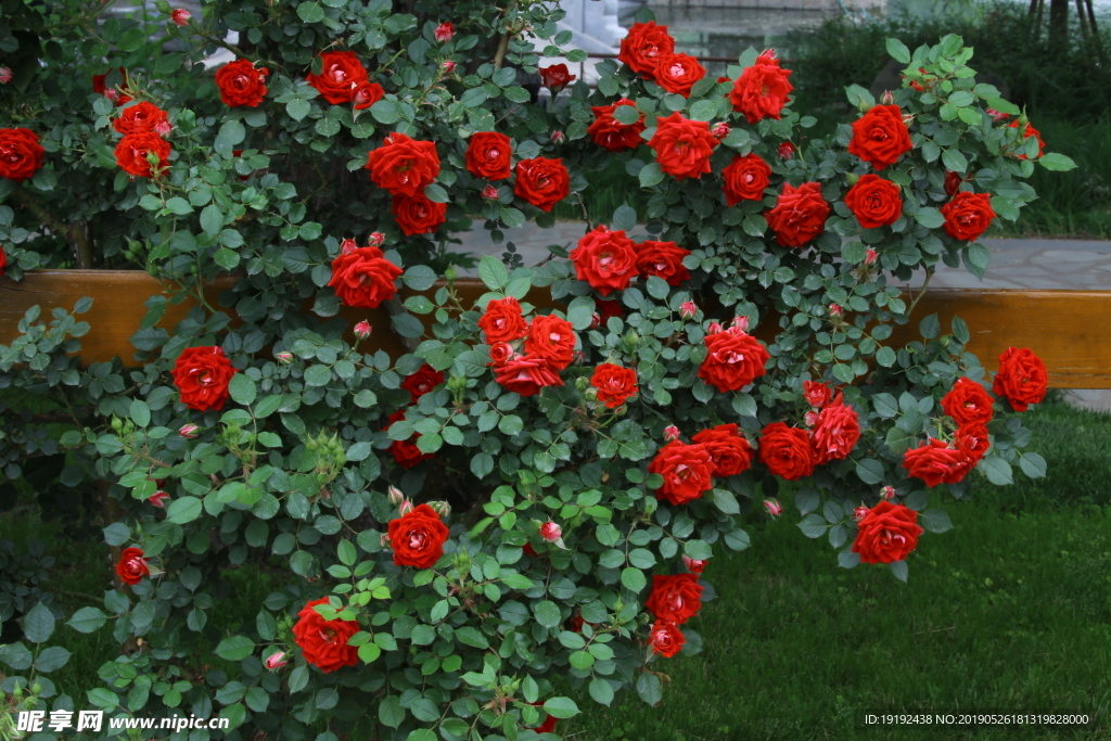 月季花