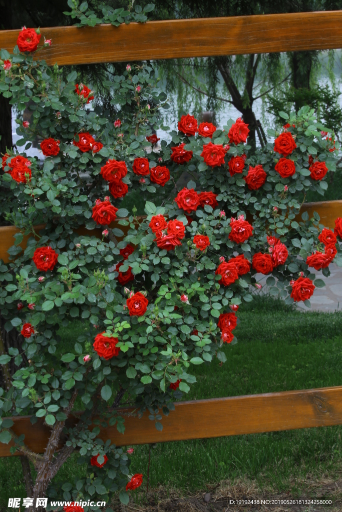 月季花