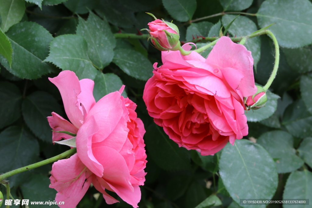 月季花