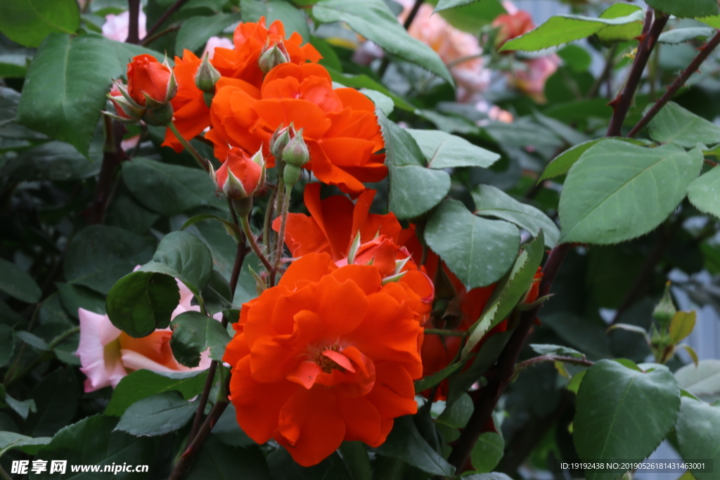 月季花