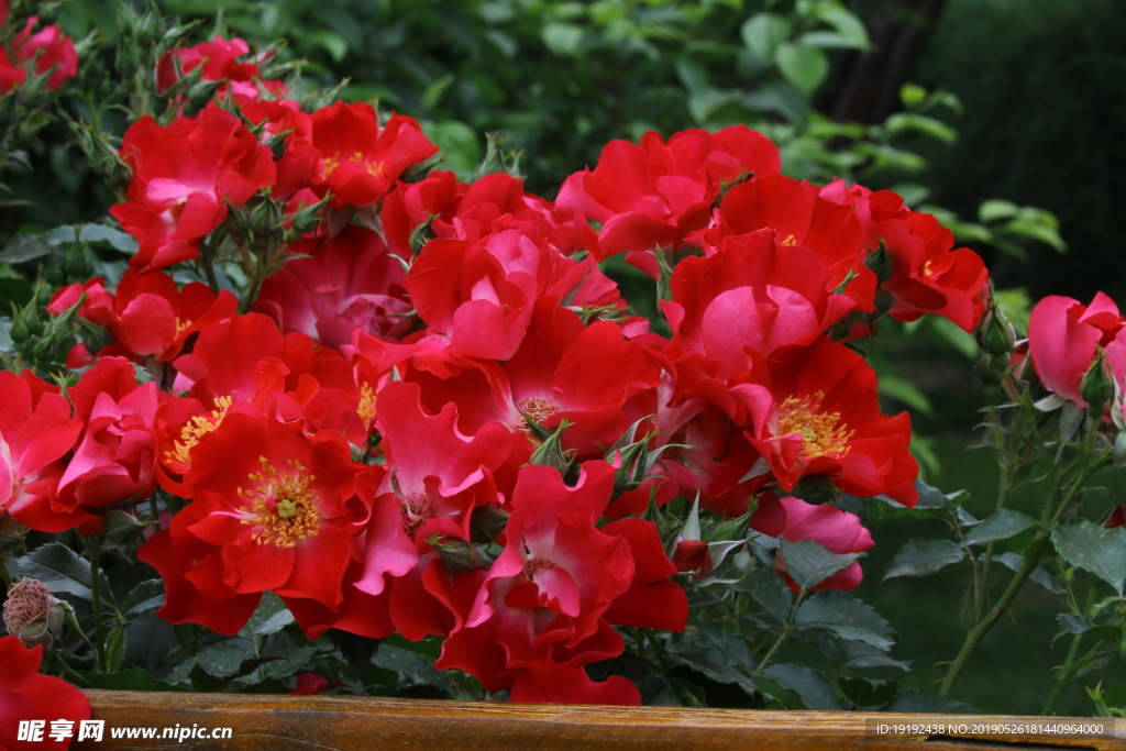 月季花