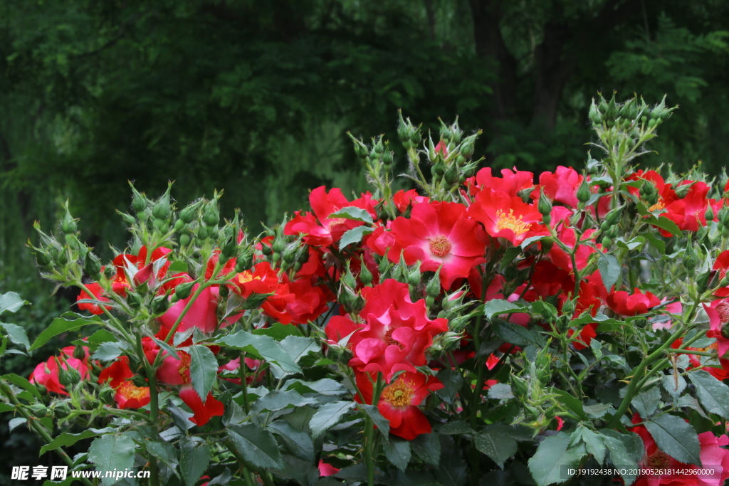 月季花