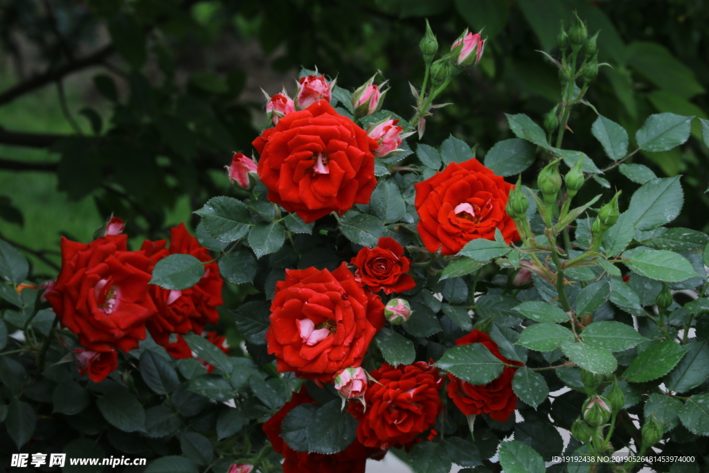 月季花