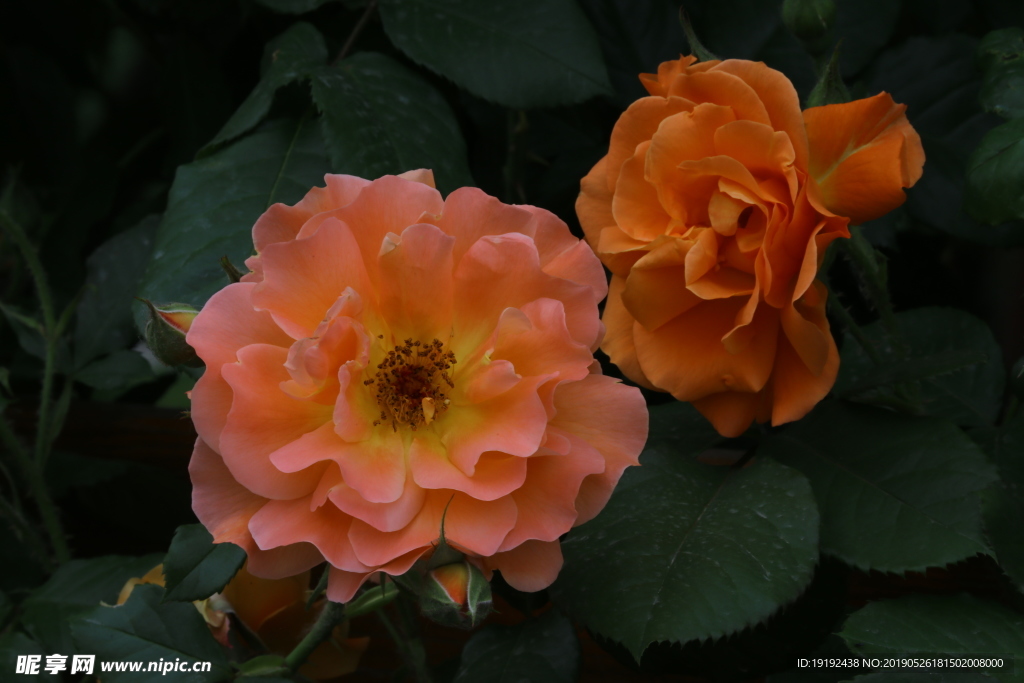 月季花