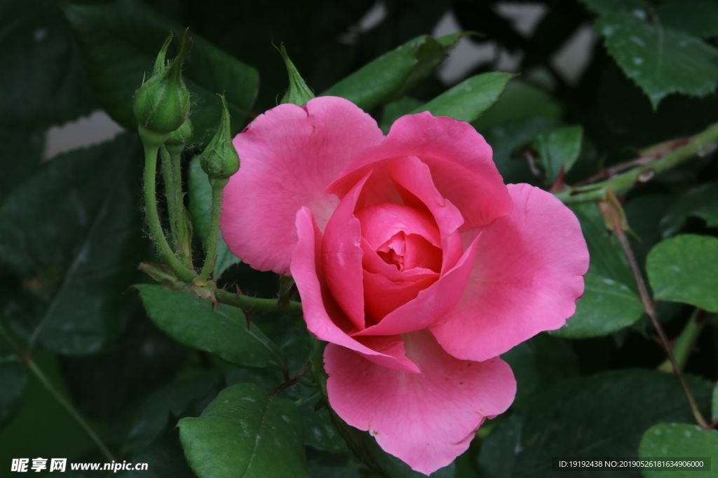月季花