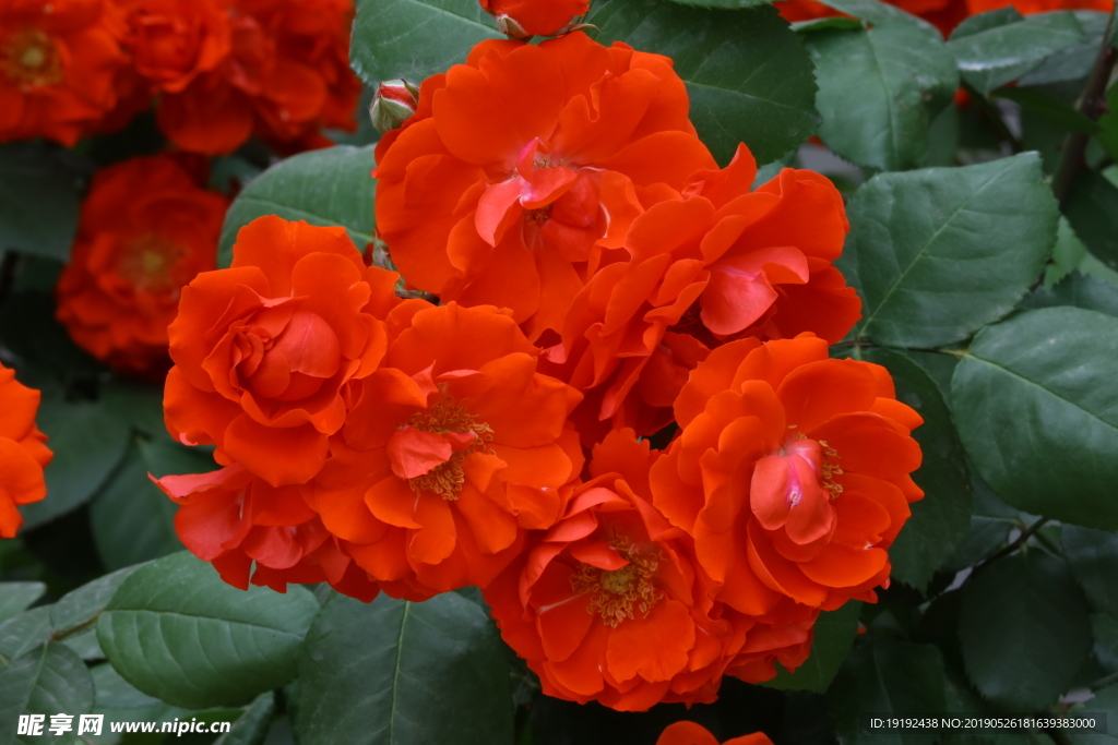 月季花