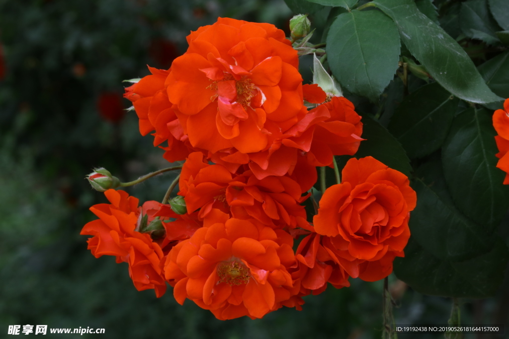 月季花