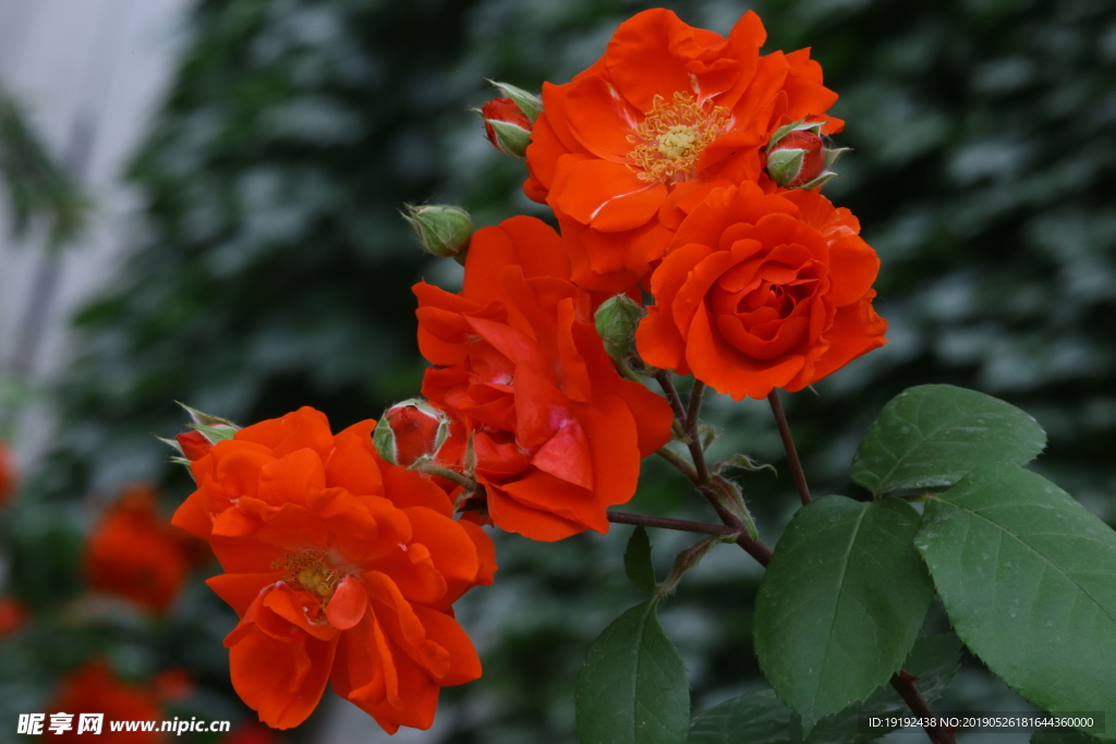 月季花