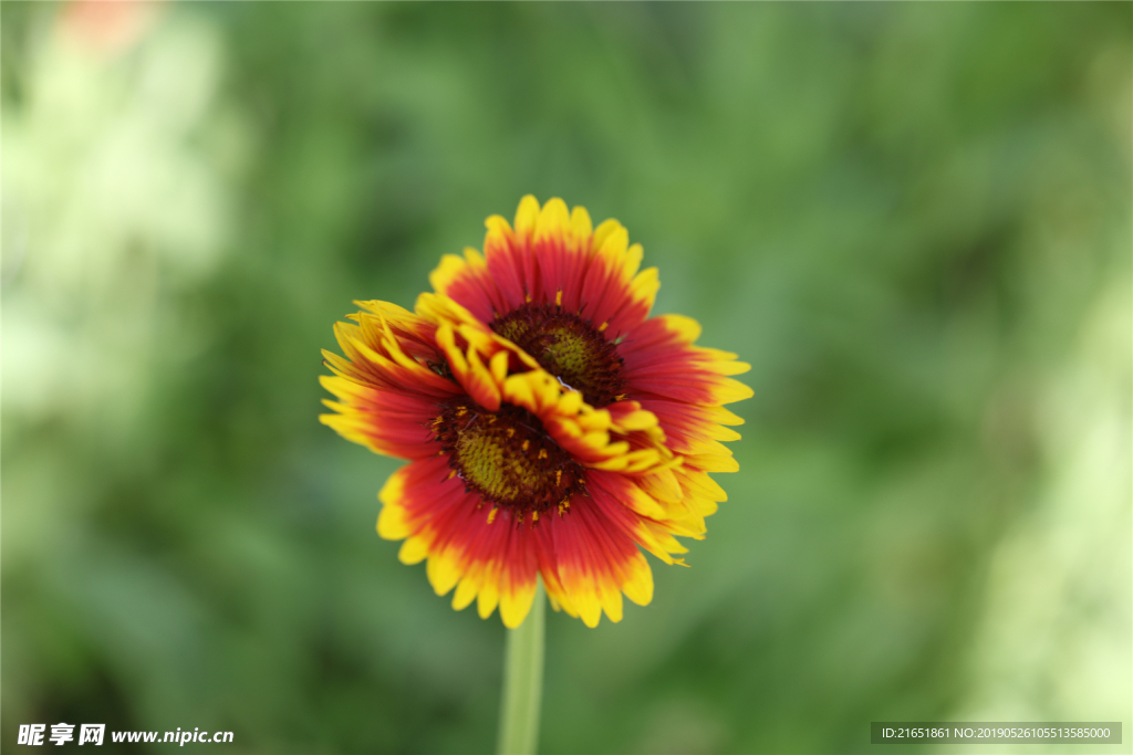 连体花