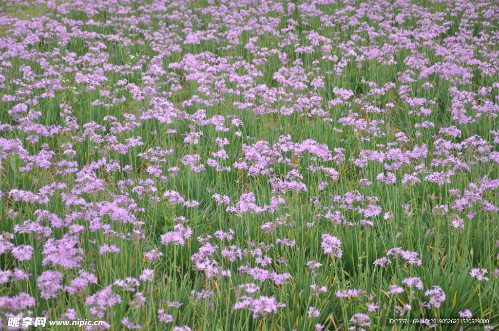 金仓湖花卉