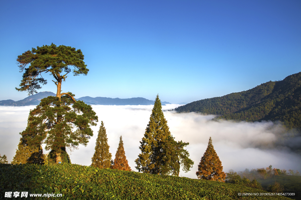 迎客松   风景