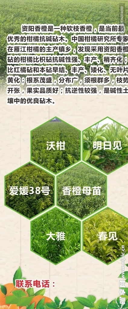 香橙苗