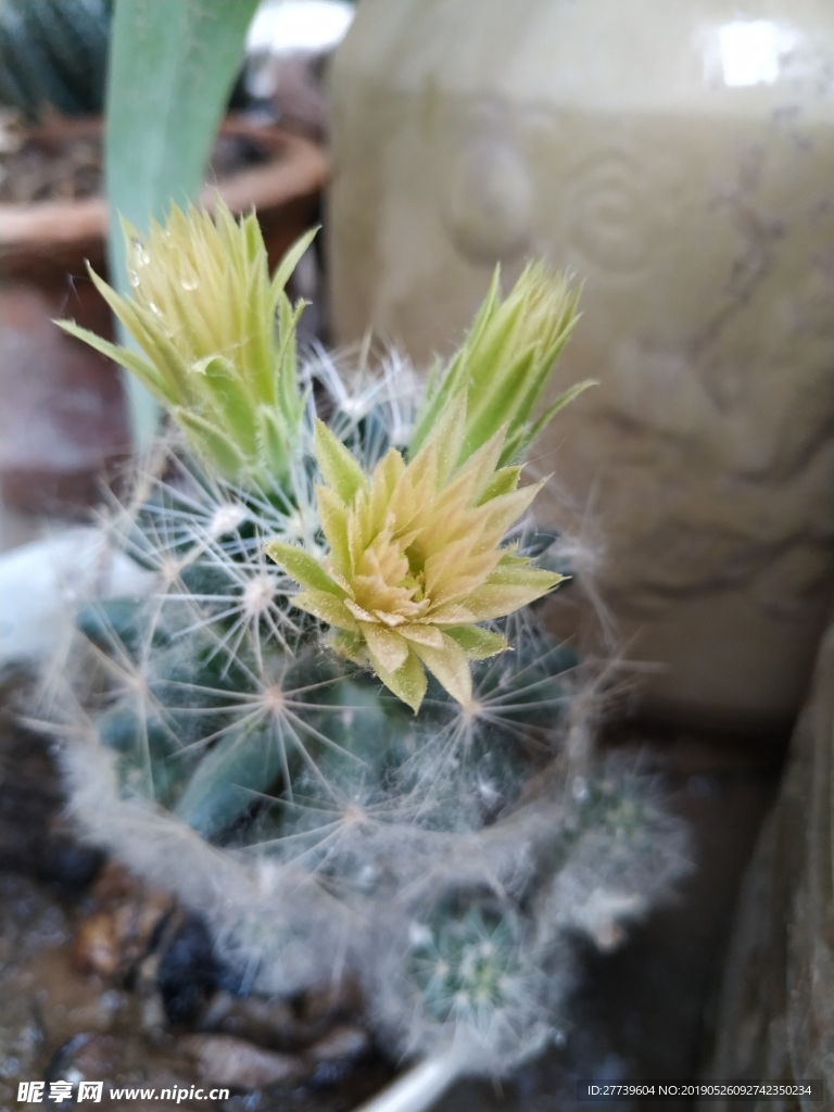 仙人球花