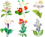 花纹