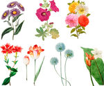 花纹