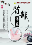 肾部保养