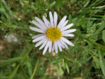 山间野花