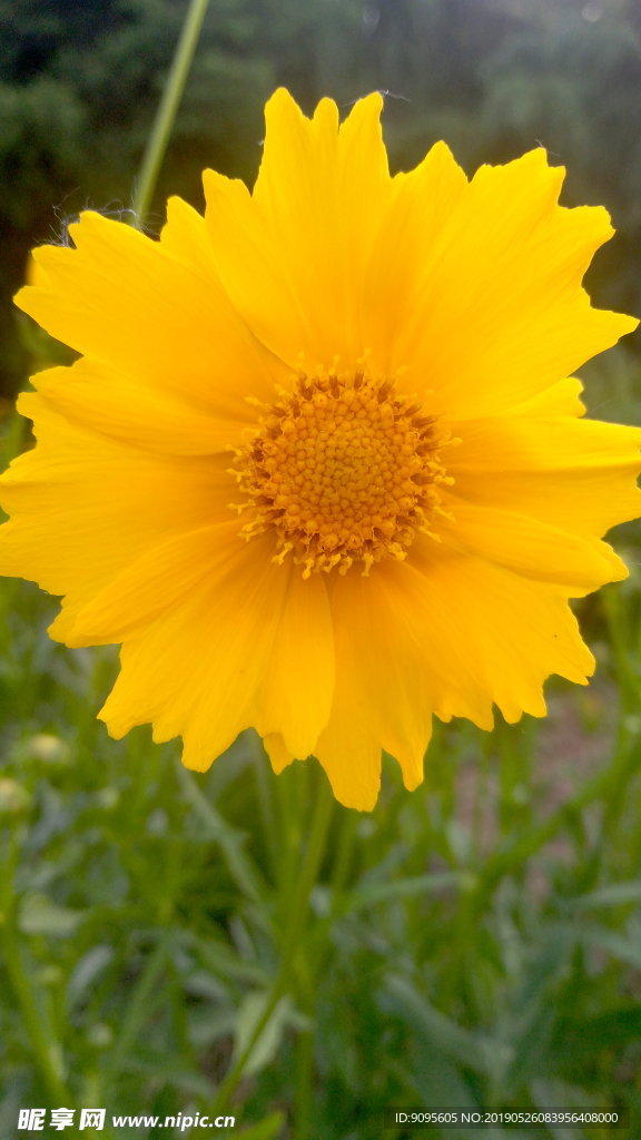 金鸡菊 黄金鸡菊