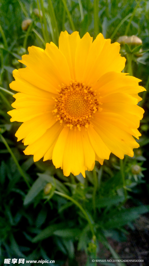 金鸡菊 黄金鸡菊