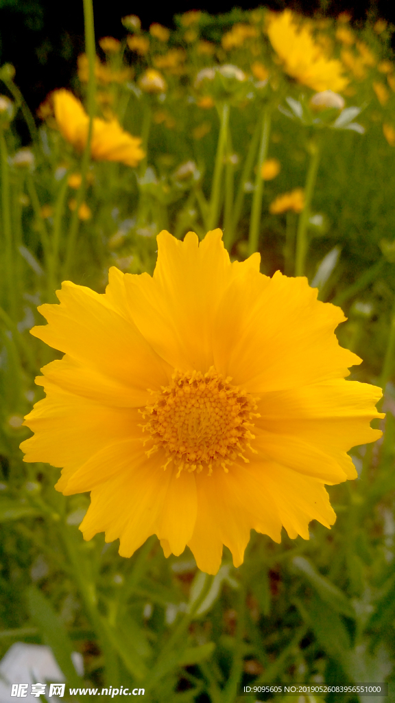 金鸡菊 黄金鸡菊