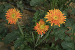 菊