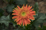 黄非洲菊