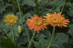 非洲菊