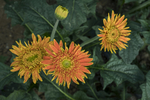 黄非洲菊