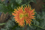 黄非洲菊
