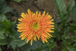 黄色非洲菊